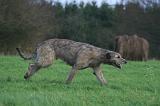IRISH WOLFHOUND 295